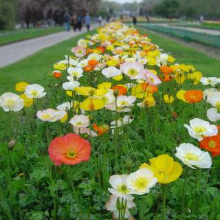 Iceland Poppy